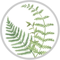 evergreen_icon_circular