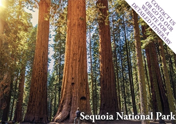 sequoia_national_park_350px